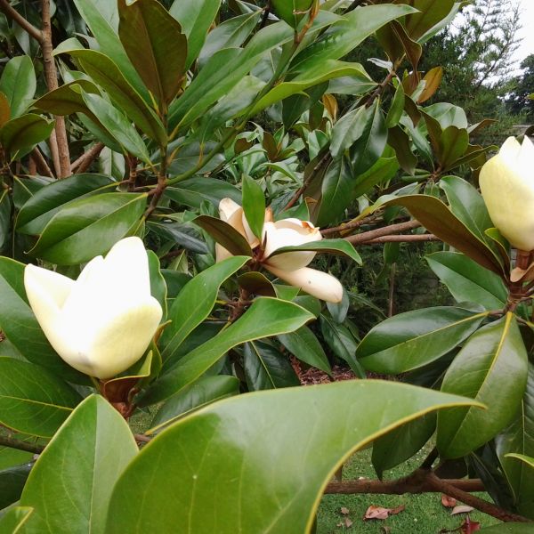 Magnolia Grandiflora 20 Lts en Puerta Verde - Deco & Vivero Tienda Online